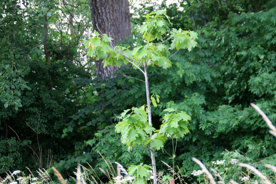 Дуб красный (дат. Rødeg, лат. Quercus rubra). Датская роща (Danmarkslunden Moesgaard), Орхус, Дания. 2 июл. 2021