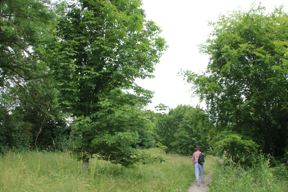 Конский каштан (дат. Hestekastanje, лат. Aesculus hippocastanum). Датская роща (Danmarkslunden Moesgaard), Орхус, Дания. 2 июл. 2021