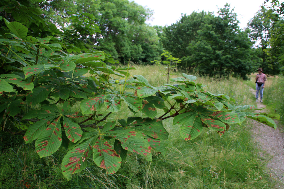 Конский каштан (дат. Hestekastanje, лат. Aesculus hippocastanum). Датская роща (Danmarkslunden Moesgaard), Орхус, Дания. 2 июл. 2021