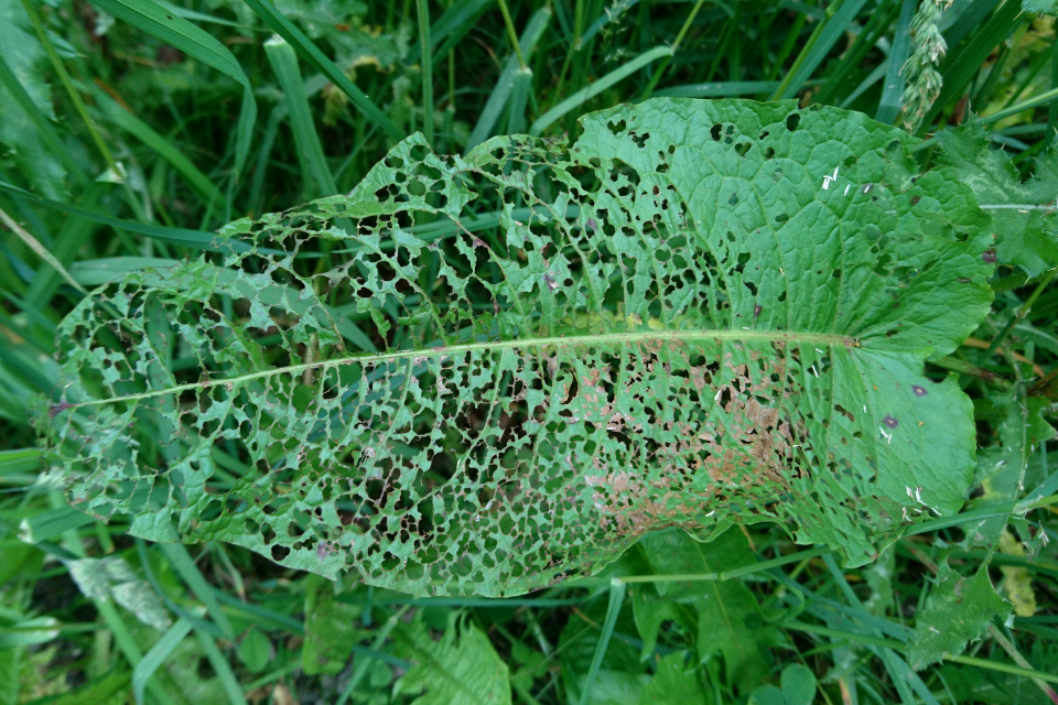 Щавель конский (дат. Rumex confertus, лат. Rumex confertus. Датская роща (Danmarkslunden Moesgaard), Орхус, Дания. 2 июл. 2021