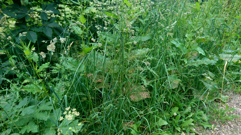 Щавель конский (дат. Rumex confertus, лат. Rumex confertus. Датская роща (Danmarkslunden Moesgaard), Орхус, Дания. 2 июл. 2021