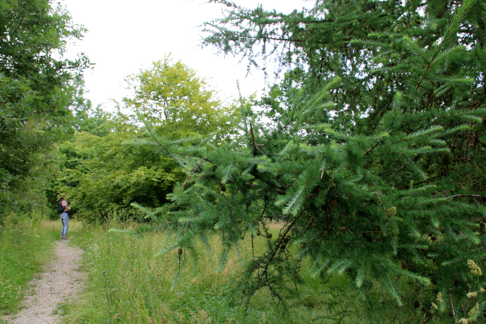 Лиственница Кемпфера (дат. Japansk lærk, лат. Larix kaempferi). Датская роща (Danmarkslunden Moesgaard), Орхус, Дания. 2 июл. 2021