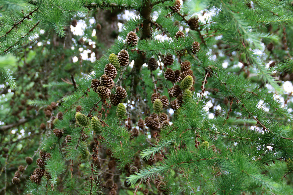 Лиственница Кемпфера (дат. Japansk lærk, лат. Larix kaempferi). Датская роща (Danmarkslunden Moesgaard), Орхус, Дания. 2 июл. 2021