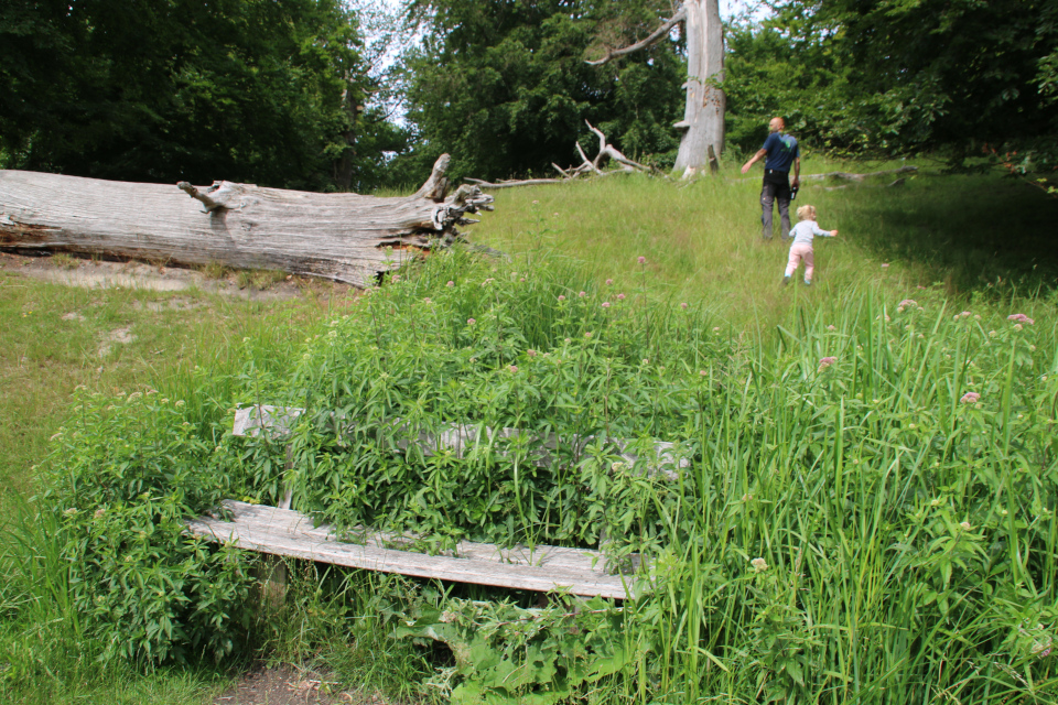 Посконник (Hjortetrøst, Eupatorium). Лесопарк Охотничьи угодья в Северной Зеландии (Jægersborg Dyrehave), Дания. Фото 9 июля 2021