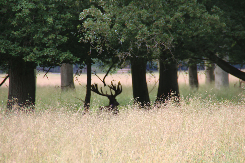 Благородный олень (дат. Kronhjort, лат. Cervus elaphus). Охотничьи угодья в Северной Зеландии (Jægersborg Dyrehave), Дания. Фото 9 июля 2021