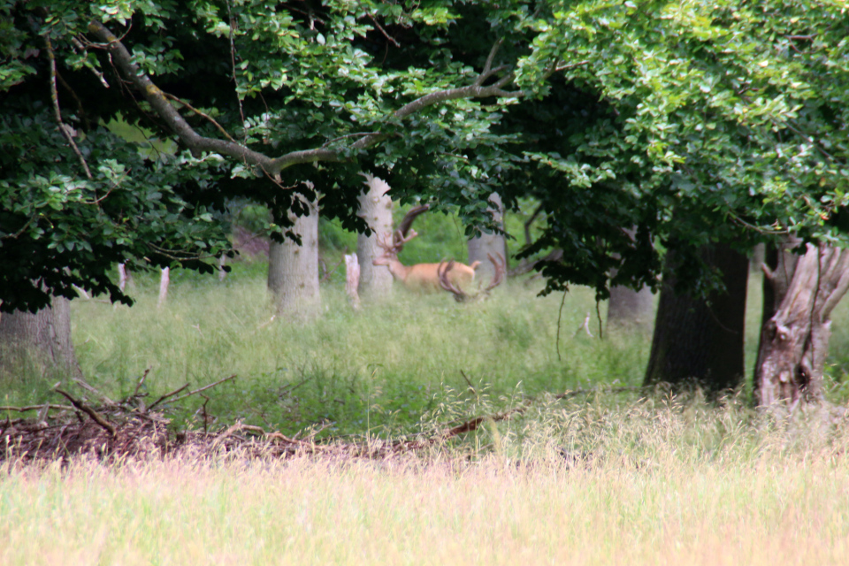 Благородный олень (дат. Kronhjort, лат. Cervus elaphus). Охотничьи угодья в Северной Зеландии (Jægersborg Dyrehave), Дания. Фото 9 июля 2021