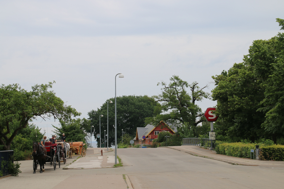 Лесопарк Охотничьи угодья в Северной Зеландии (Jægersborg Dyrehave), Дания. Фото 9 июля 2021