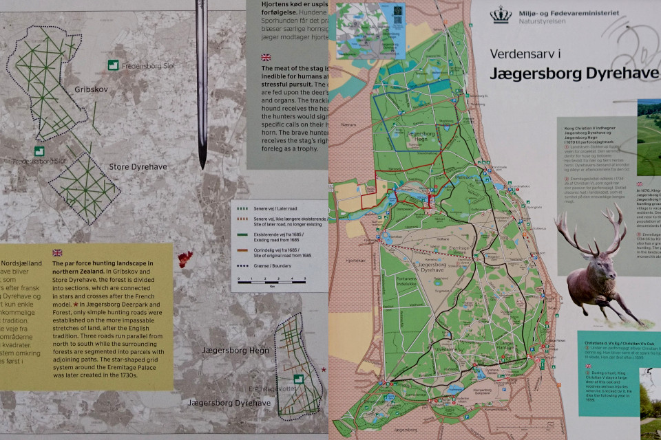 Лесопарк Охотничьи угодья в Северной Зеландии (Jægersborg Dyrehave), Дания. Юнеско. Фото 9 июля 2021