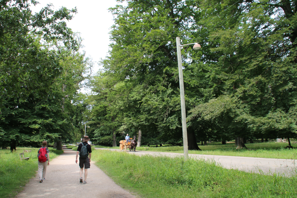 Лесопарк Охотничьи угодья в Северной Зеландии (Jægersborg Dyrehave), Дания. Юнеско. Фото 9 июля 2021