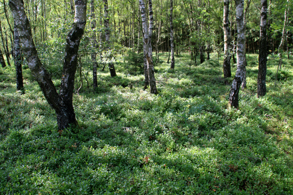 Черника. Лес. Озеро Хампен (дат. Hampen sø), Дания. Фото 18 июля 2021