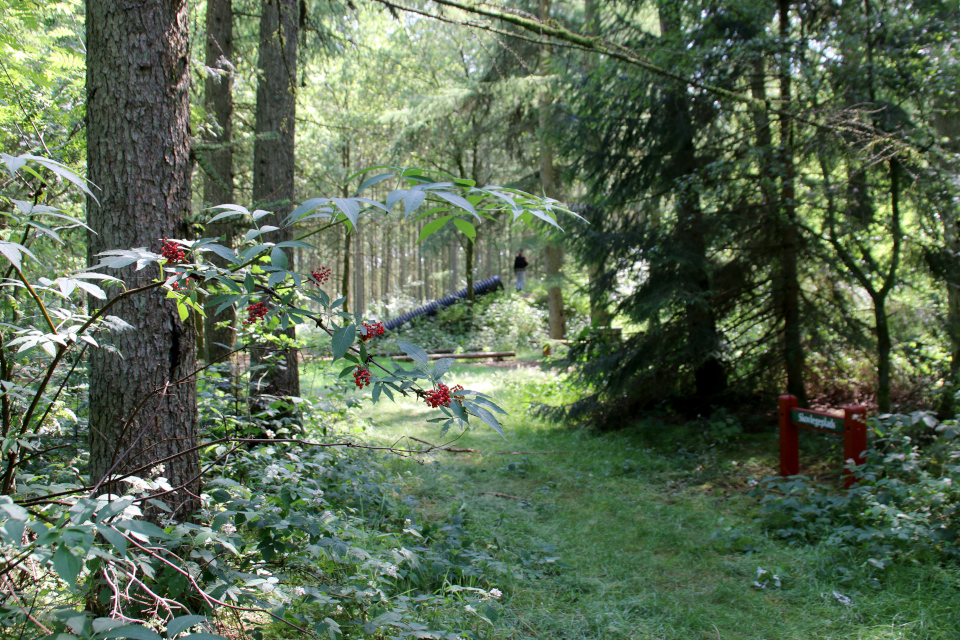 Бузина красная (дат. Drue-Hyld, лат. Sambucus racemosa),. Лес. Озеро Хампен (дат. Hampen sø), Дания. Фото 18 июля 2021