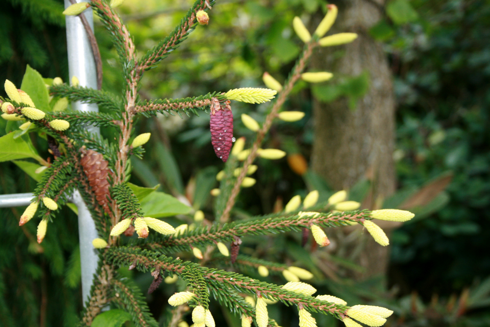 Ель восточная (дат. Orientalsk gran, лат. Picea orientalis 'Aurea'). Сад Йенс Кёэ (Jens Kjøge), Ørnegårdsvej 17, Хойбьерг, Дания. 28 мая 2011