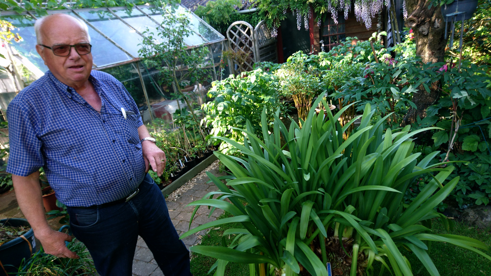 Агапантус (дат. Skærmlilje, лат. Agapanthus africanus. Сад Йенс Кёэ (Jens Kjøge have), Ørnegårdsvej 17, Хойбьерг, Дания. Фото 2 июн. 2019