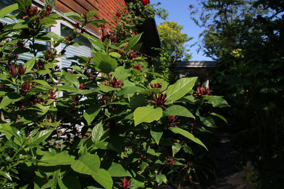 Каликант цветущий (дат. Kanelbusk, лат. Calycanthus floridus). Сад Йенс Кёэ (Jens Kjøge have), Ørnegårdsvej 17, Хойбьерг, Дания. Фото 30 мая. 2018