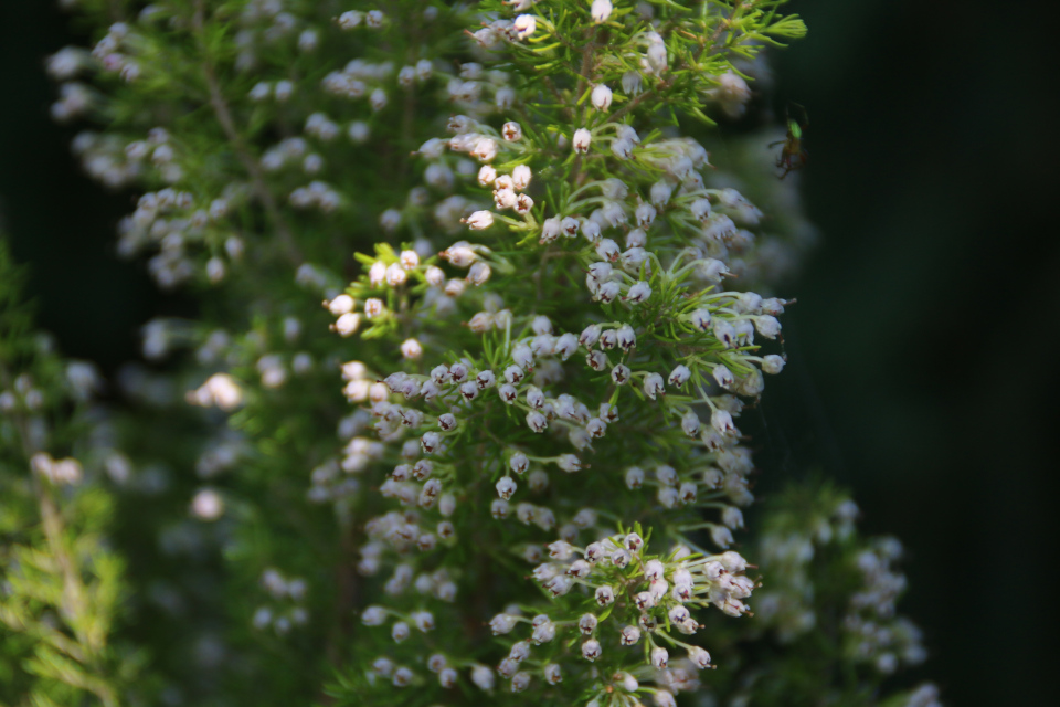 Эрика древовидная (дат. Trælyng, лат. Erica arborea). Сад Йенс Кёэ (Jens Kjøge have), Ørnegårdsvej 17, Хойбьерг, Дания. Фото 30 мая. 2018