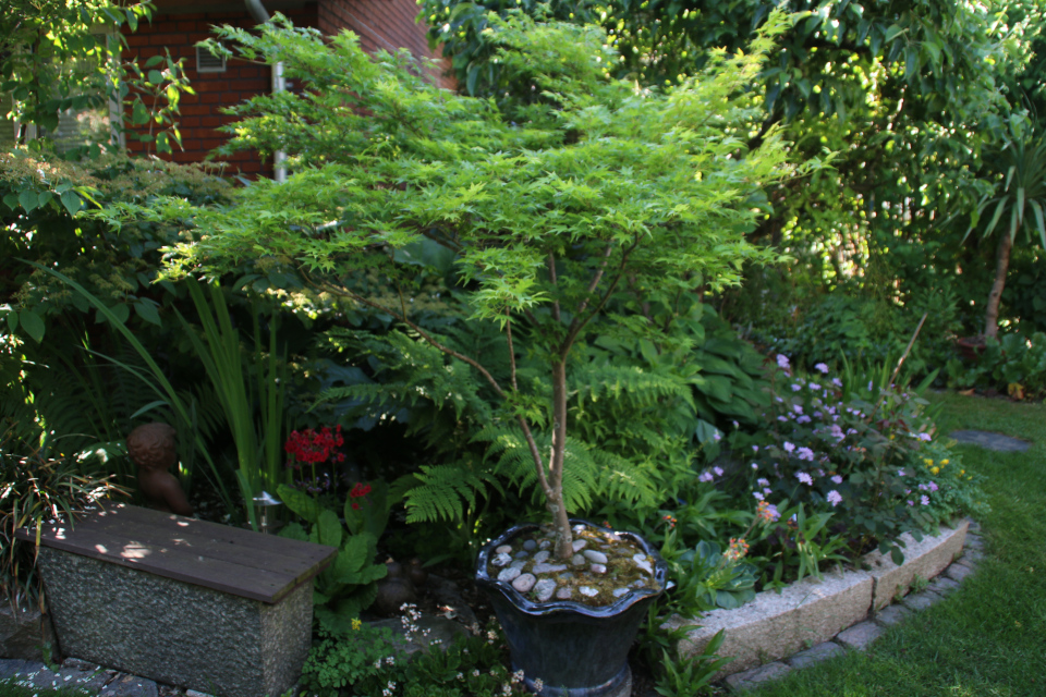 Клён веерный (дат. Japansk løn, лат. Acer palmatum). Сад Йенс Кёэ (Jens Kjøge have), Ørnegårdsvej 17, Хойбьерг, Дания. Фото 30 мая 2018