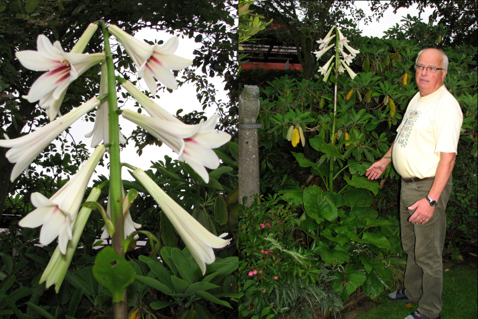 Кардиокринум гигантский, или Лилия гигантская (лат. Cardiocrinum Giganteum). Сад Йенс Кёэ (Jens Kjøge), Ørnegårdsvej 17, Хойбьерг, Дания. Фото 4 июл. 2011