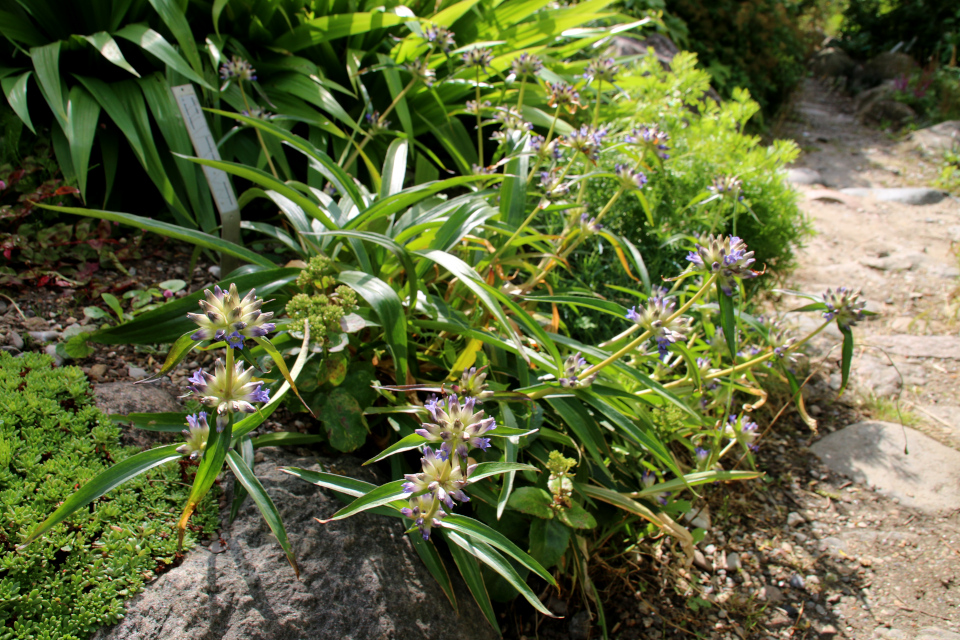 Горечавка Ольги (лат. Gentiana olgae) в ботаническом сад г. Орхус, Дания. Фото 4 авг. 2021