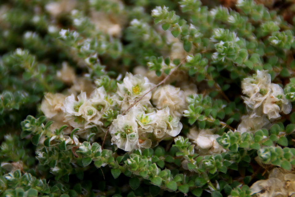 Приноготовник головчатый (лат. Paronychia capitata ) в ботаническом сад г. Орхус, Дания. Фото 4 авг. 2021