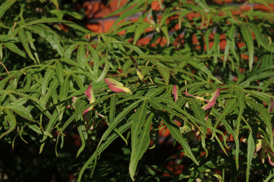 Клён веерный (дат. Japansk løn, лат. Acer palmatum linearilobum). Сад Йенс Кёэ (Jens Kjøge have), Ørnegårdsvej 17, Хойбьерг, Дания. Фото 30 июн. 2018