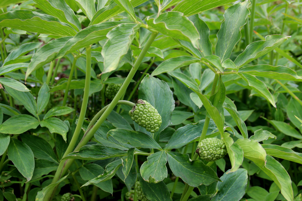 Аризема жёлтая (лат. Arisaema flavum). Ботанический сад, Орхус, 4 авг. 2021, Дания