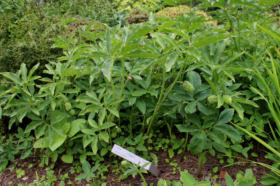 Аризема жёлтая (лат. Arisaema flavum). Ботанический сад Орхус, 4 авг. 2021, Дания