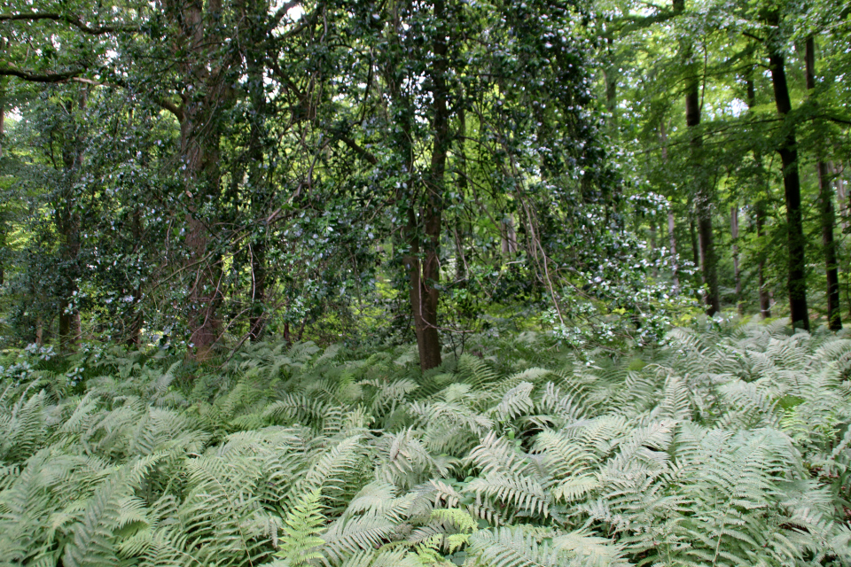 Щитовник (Dryopteris) и падуб (Ilex). Холм средневековой крепости Банке (Borgsted Banke), Колдинг, Дания. Фото 12 июл. 2021