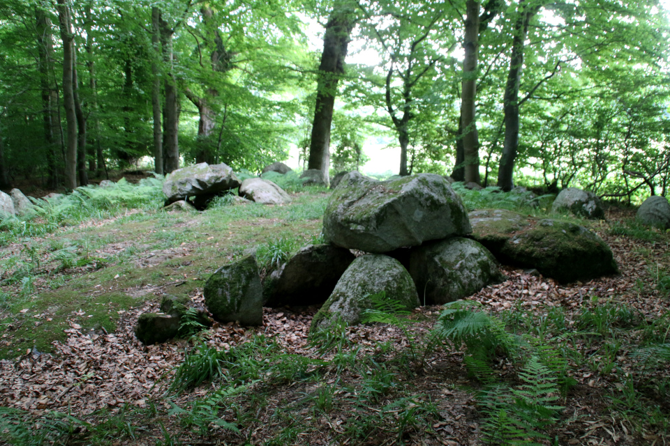 Щитовник. Удлиненный дольмен Колдинг (langdysse Kolding), Дания. Фото 12 июл. 2021