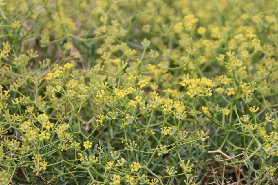 Володушка колючая (лат. Bupleurum spinosum). Ботанический сад Орхус 4 августа 2021, Дания