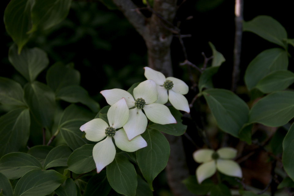 Дерен Коуза. Cornus kousa Weitings Select. Сад Йенс Кёэ (Jens Kjøge have), Ørnegårdsvej 17, Хойбьерг, Дания. Фото 30 мая. 2018