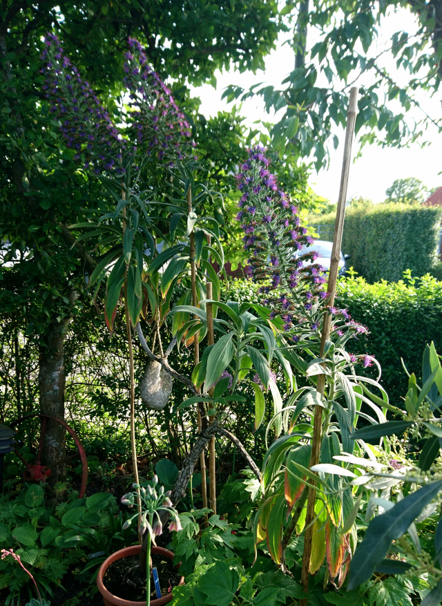 Echium, boraginaceae. Сад Йенс Кёэ (Jens Kjøge have), Ørnegårdsvej 17, Хойбьерг, Дания. Фото 2 июн. 2019