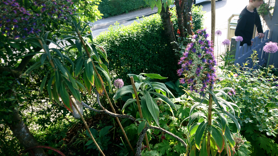 Echium, boraginaceae. Сад Йенс Кёэ (Jens Kjøge have), Ørnegårdsvej 17, Хойбьерг, Дания. Фото 2 июн. 2019