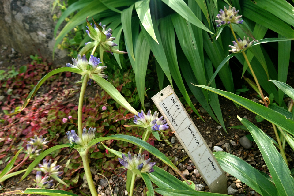 Горечавка Ольги (лат. Gentiana olgae) в ботаническом сад г. Орхус, Дания. Фото 4 авг. 2021