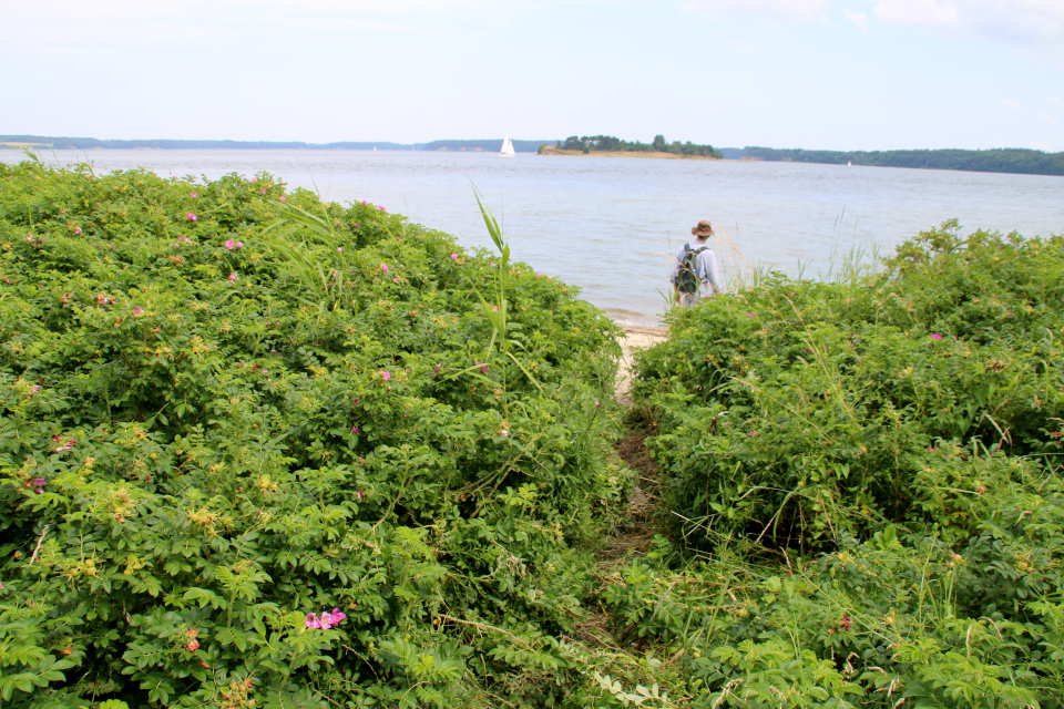 Шиповник морщинистый (дат. Rynket rose, лат. Rosa rugosa). Lille bælt. Фото 12 июл. 2021, Дания