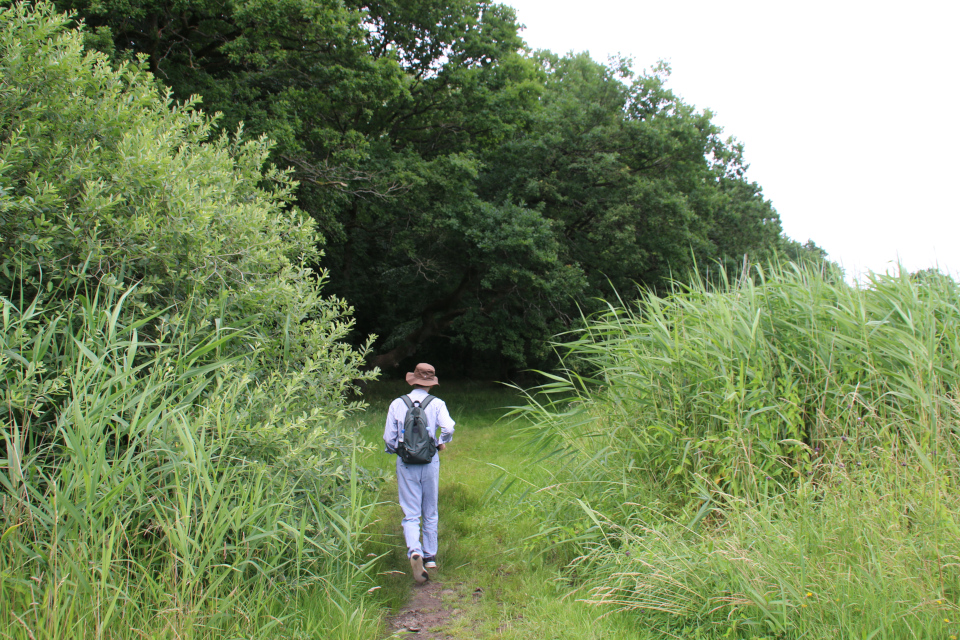 Тростник южный (дат. Tagrør, лат. Phragmites australis). Lille bælt. Фото 12 июл. 2021, Дания