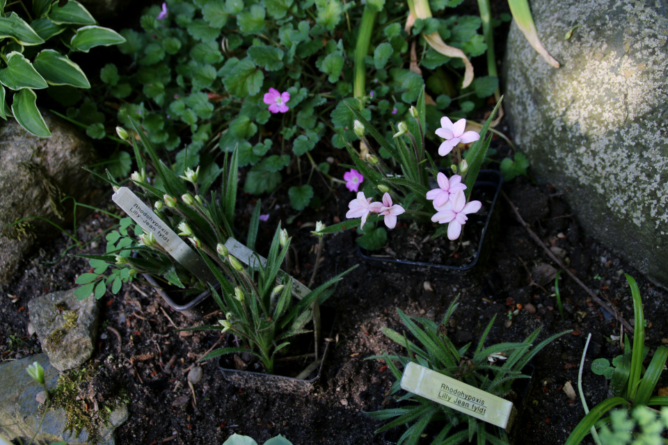 Родогипоксис (Rhodohypoxis baurii, сорт 'Lily Jean'). Сад Йенс Кёэ (Jens Kjøge), Ørnegårdsvej 17, Хойбьерг, Дания. Фото 30 июн. 2018