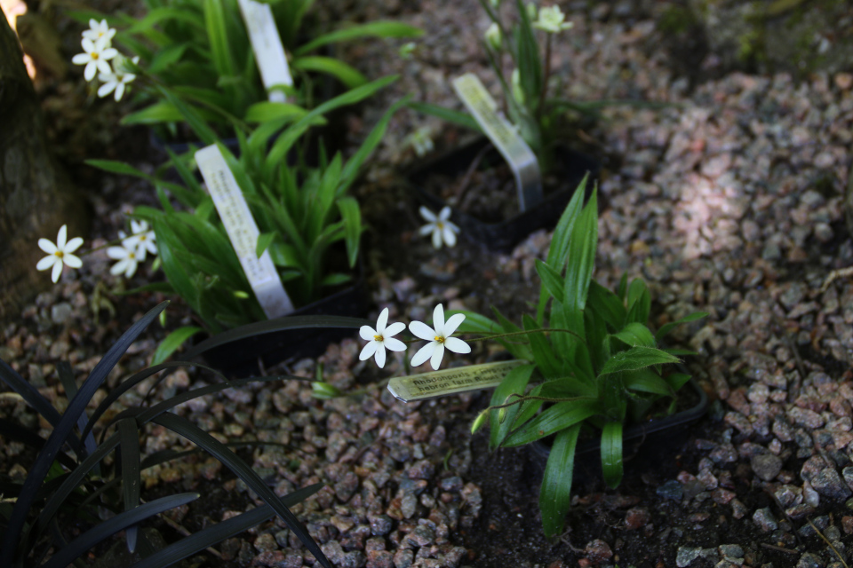  Гипоксис (Hypoxis parvula var. albiflora 'Hebron Farm Biscuit'). Сад Йенс Кёэ (Jens Kjøge), Ørnegårdsvej 17, Хойбьерг, Дания. Фото 30 июн. 2018