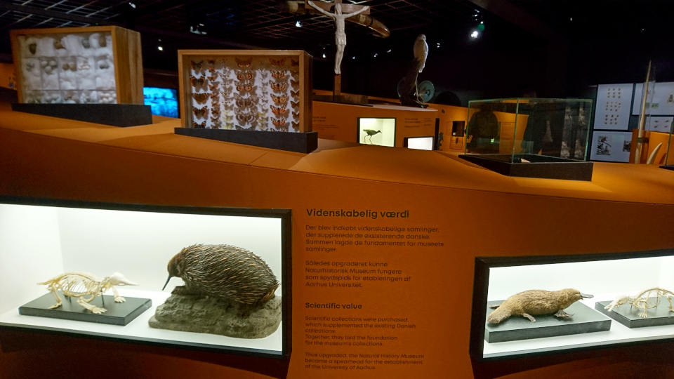 Ехидна, уктонос. Музей естественной истории Орхус, Дания (Naturhistorisk Museum Aarhus). Фото 29 авг. 2021