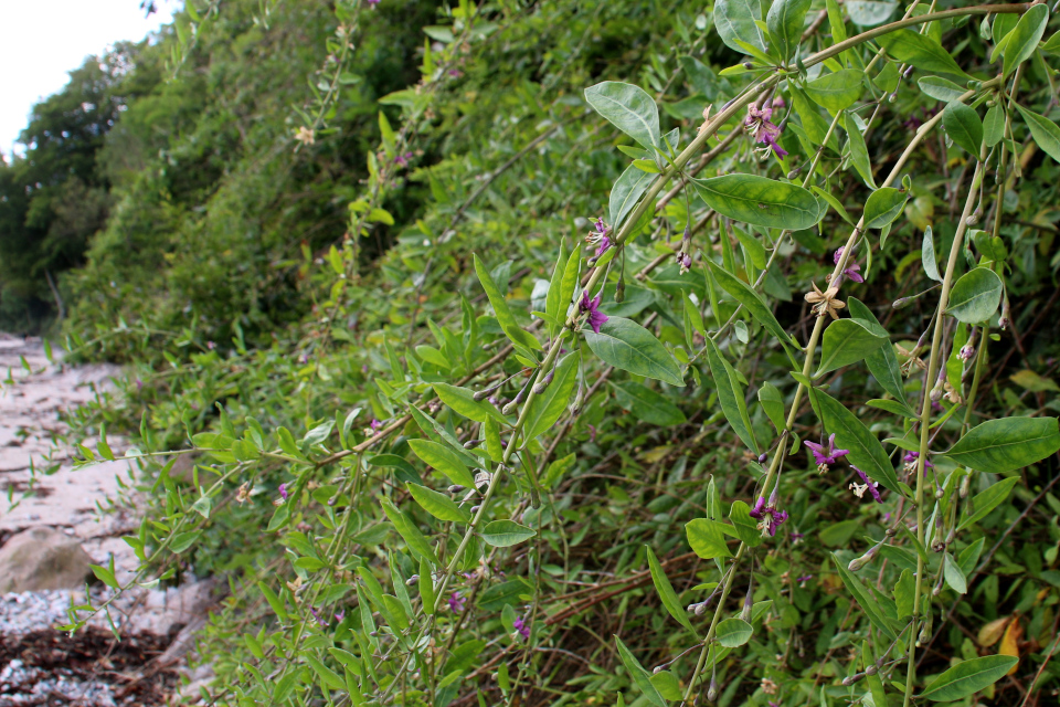 Дереза обыкновенная (дат. Goji, лат. Lycium barbarum). Берег леса Марселисборг, Орхус, Дания. Фото 15 авг. 2021