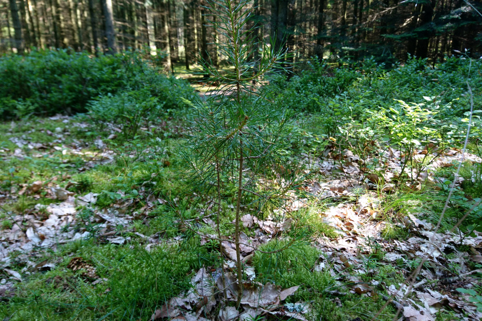 Сосна. Курганы Нойэ (Nåege gravhøje), Силькеборг, Дания. Фото 16 июл. 2021