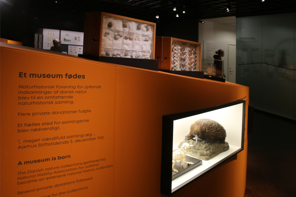 Ехидна. Музей естественной истории Орхус, Дания (Naturhistorisk Museum Aarhus). Фото 29 авг. 2021