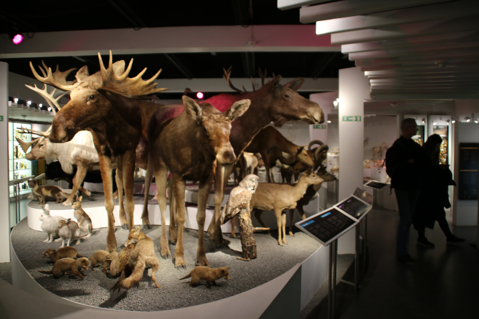 Музей естественной истории Орхус, Дания (Naturhistorisk Museum Aarhus). Фото 8 фев. 2019