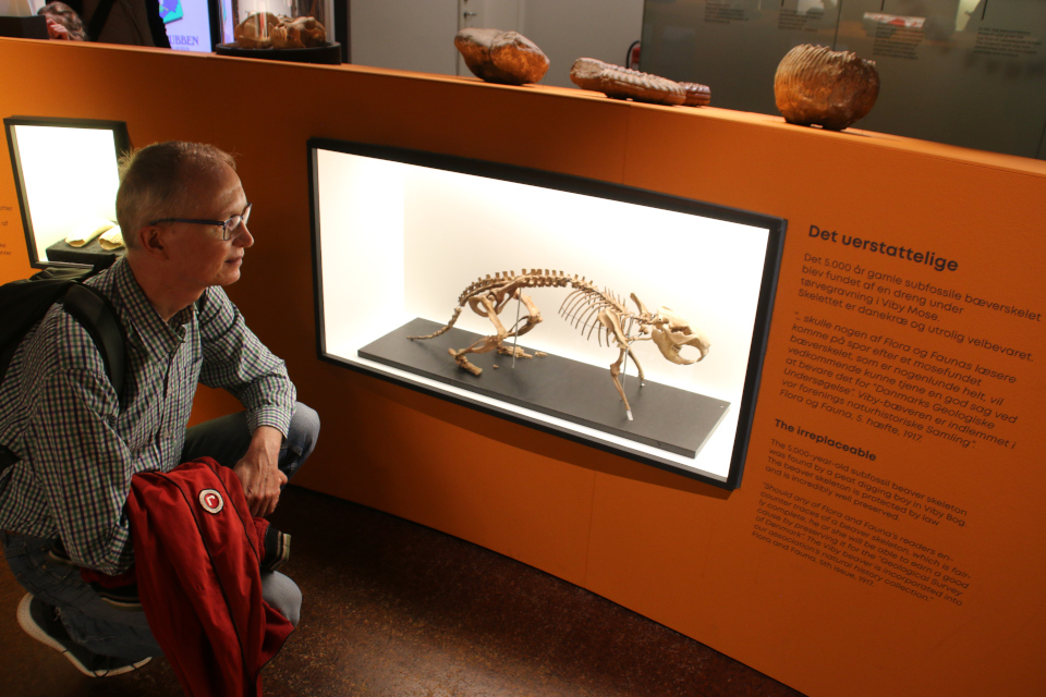 Скелет бобра, 5000 г. до н. э. Музей естественной истории Орхус, Дания (Naturhistorisk Museum Aarhus). Фото 29 авг. 2021