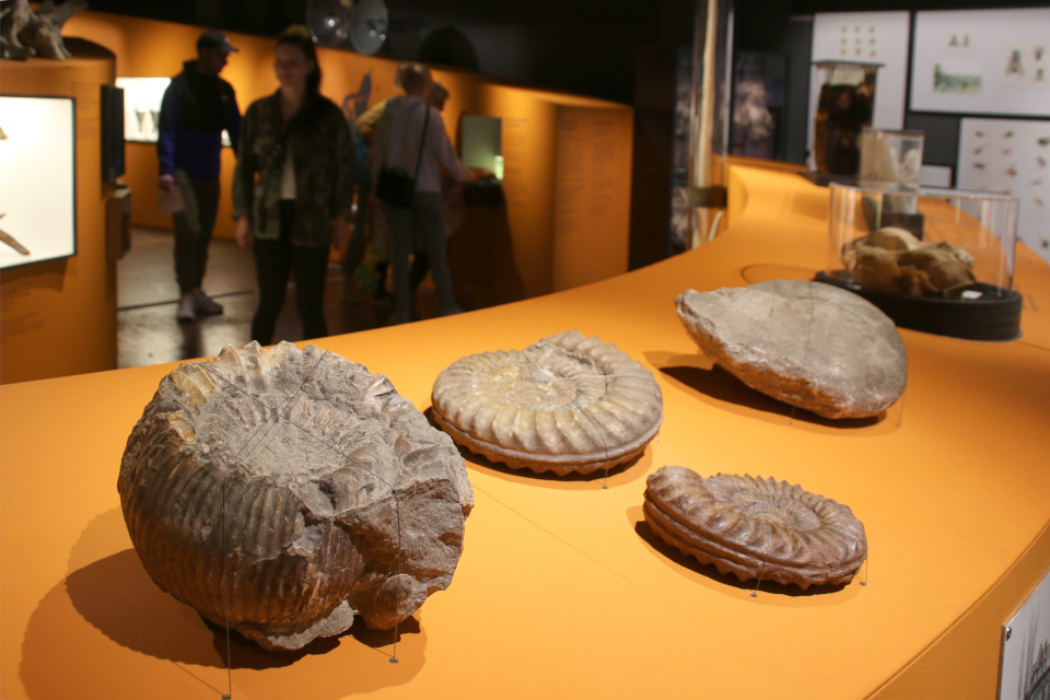 Раковины моллюсков. Музей естественной истории Орхус, Дания (Naturhistorisk Museum Aarhus). Фото 29 авг. 2021