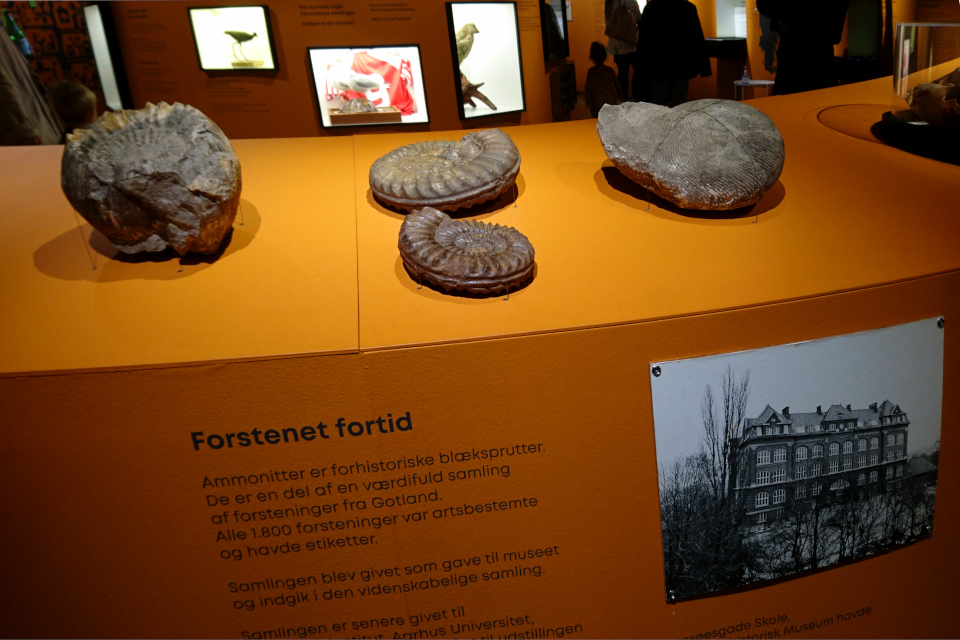 Læssøesgade Skole. Музей естественной истории Орхус, Дания (Naturhistorisk Museum Aarhus). Фото 29 авг. 2021