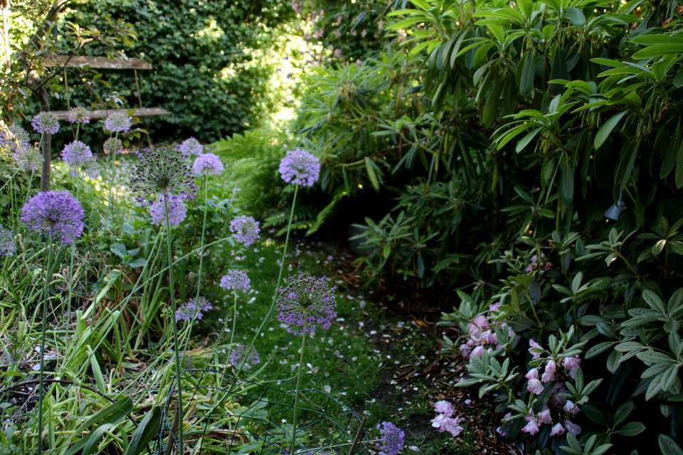 Декоративный лук (дат. Kæmpeprydløg, лат. Allium giganteum. Сад Йенс Кёэ (Jens Kjøge have), Ørnegårdsvej 17, Хойбьерг, Дания. Фото 30 июн. 2018