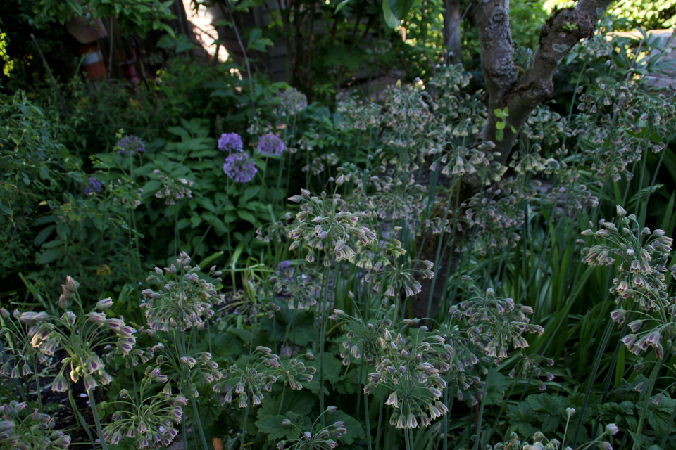  Нектароскордум (дат. Bulgarsk Prydløg, лат. Nectaroscordum siculum). Сад Йенс Кёэ (Jens Kjøge), Ørnegårdsvej 17, Хойбьерг, Дания. Фото 30 мая 2018