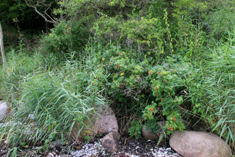 Тростник (дат. Tagrør, лат. Phragmites australis), Роза морщинистая (дат. Rynket rose, лат. Rosa rugosa). Берег леса Марселисборг, Орхус, Дания. Фото 15 авг. 2021