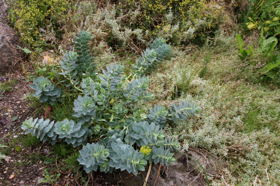 Mолочай миртолистный (дат. vortemælk Blågrøn, лат. Euphorbia myrsinites). Ботанический сад Орхус 4 августа 2021, Дания