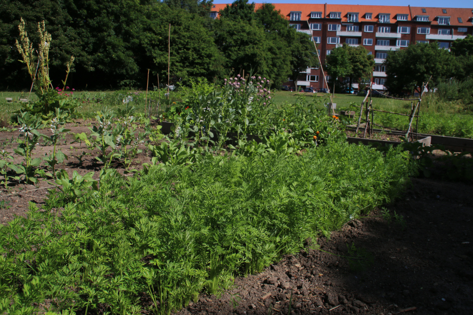 Морковь. Городские огороды Марселисборг (Havefællesskabet i Marselisborg Hospitalspark), г. Орхус, Дания. Фото 12 июн. 2018